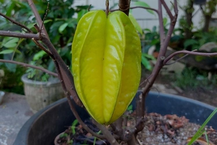 Ilustrasi tanaman belimbing di dalam pot