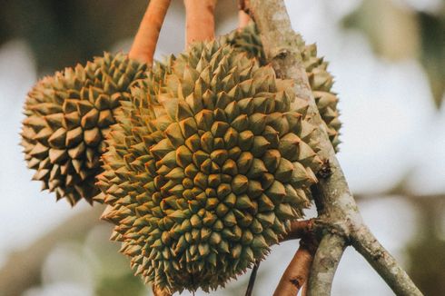 Gampang, Ini Cara Membuat Bibit Durian Kaki Tiga