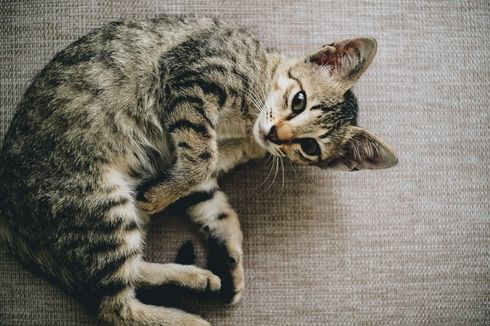 Brigjen NA Diduga Tembak Lebih dari Enam Kucing, Rumah Singgah Clow: Masih Ada yang Lari dan Sembunyi