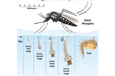 Mengenal Siklus Hidup Nyamuk 