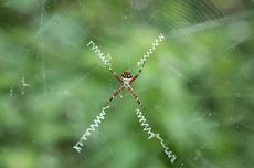 Penantian 30 Tahun Aspal di Jalan Karet Pasar Baru Barat