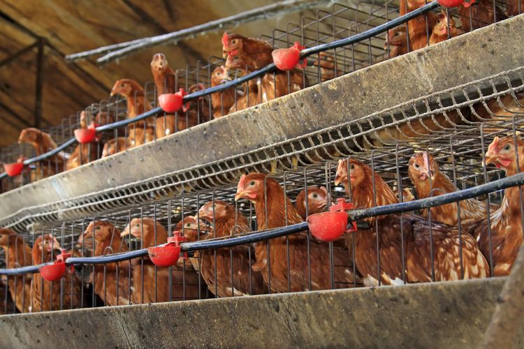 Ilustrasi peternakan ayam