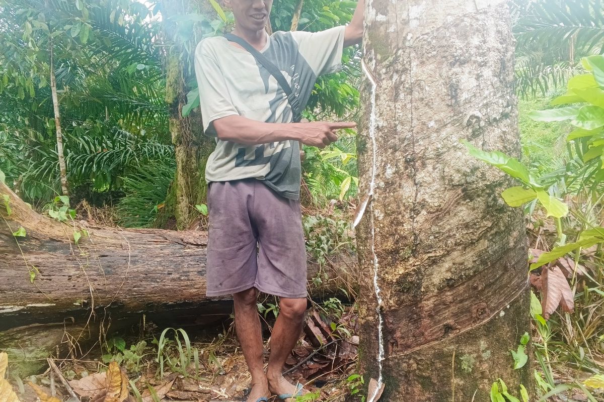 Rawatrony, seorang petani dari Desa Mekar Raya, Kecamatan Simpang Dua, Kebupaten Ketapang, menunjukkan pohon karet yang sedang disadap di lahan miliknya, Sabtu (25/10/2025).