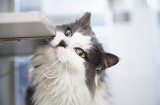 6 Alasan Kucing Peliharaan Mengusap Wajahnya ke Sejumlah Permukaan