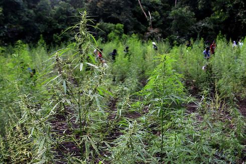 Polisi Temukan 1 Hektar Ladang Ganja di Bengkulu