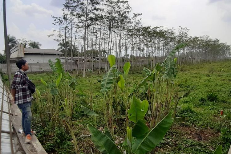 Lahan yang akan digunakan untuk pembangunan Lotte Grosir di Kecamatan Singosari, Kabupaten Malang, Selasa (19/11/2019).