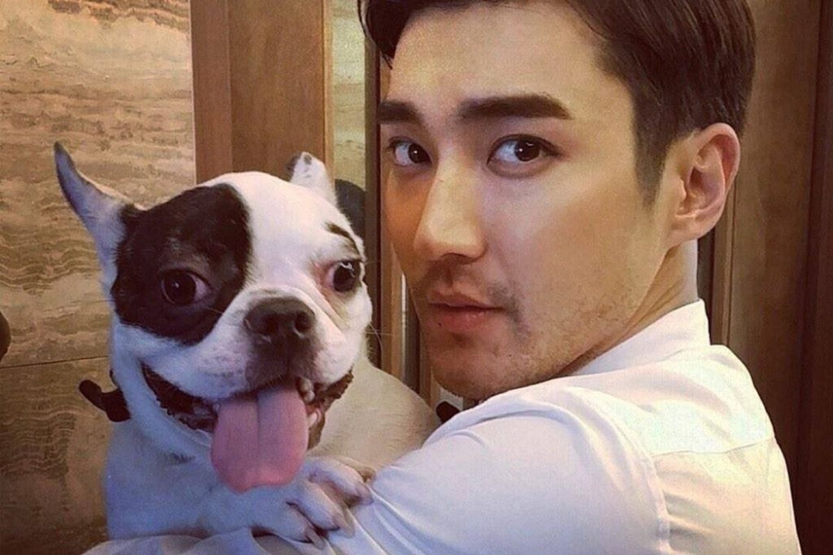 Member Super Junior, Siwon, dan anjingnya