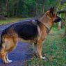Kisah Heroik Seekor Anjing Selamatkan Tuannya yang Terkena Stroke