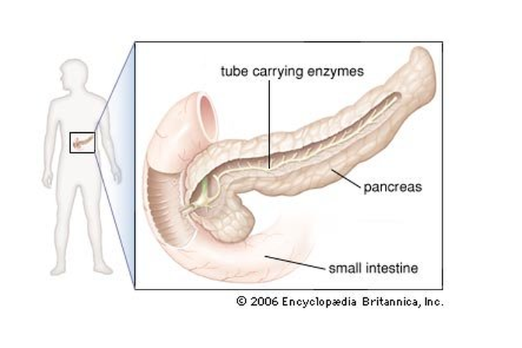 Ilustrasi pankreas
