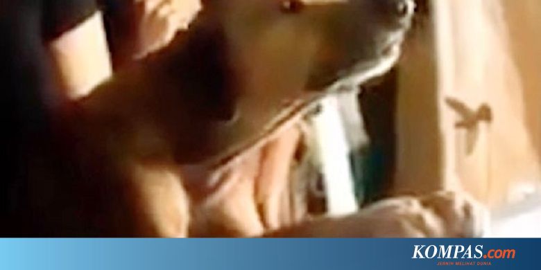 5 Kisah Anjing Setia Menangis Di Peti Mati Hingga Berkorban