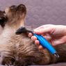 Haruskah Menyisir Bulu Kucing Setiap Hari? Ini Kata Dokter Hewan