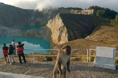 Wisatawan Dilarang Memberi Makanan ke Monyet Ekor Panjang di Danau Kelimutu, Ini Alasannya