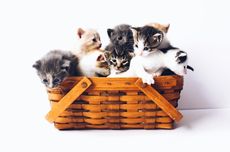 Kapolri Terjunkan Tim Gabungan Usut Kayu Gelondongan di Banjir Bandang Sumatra