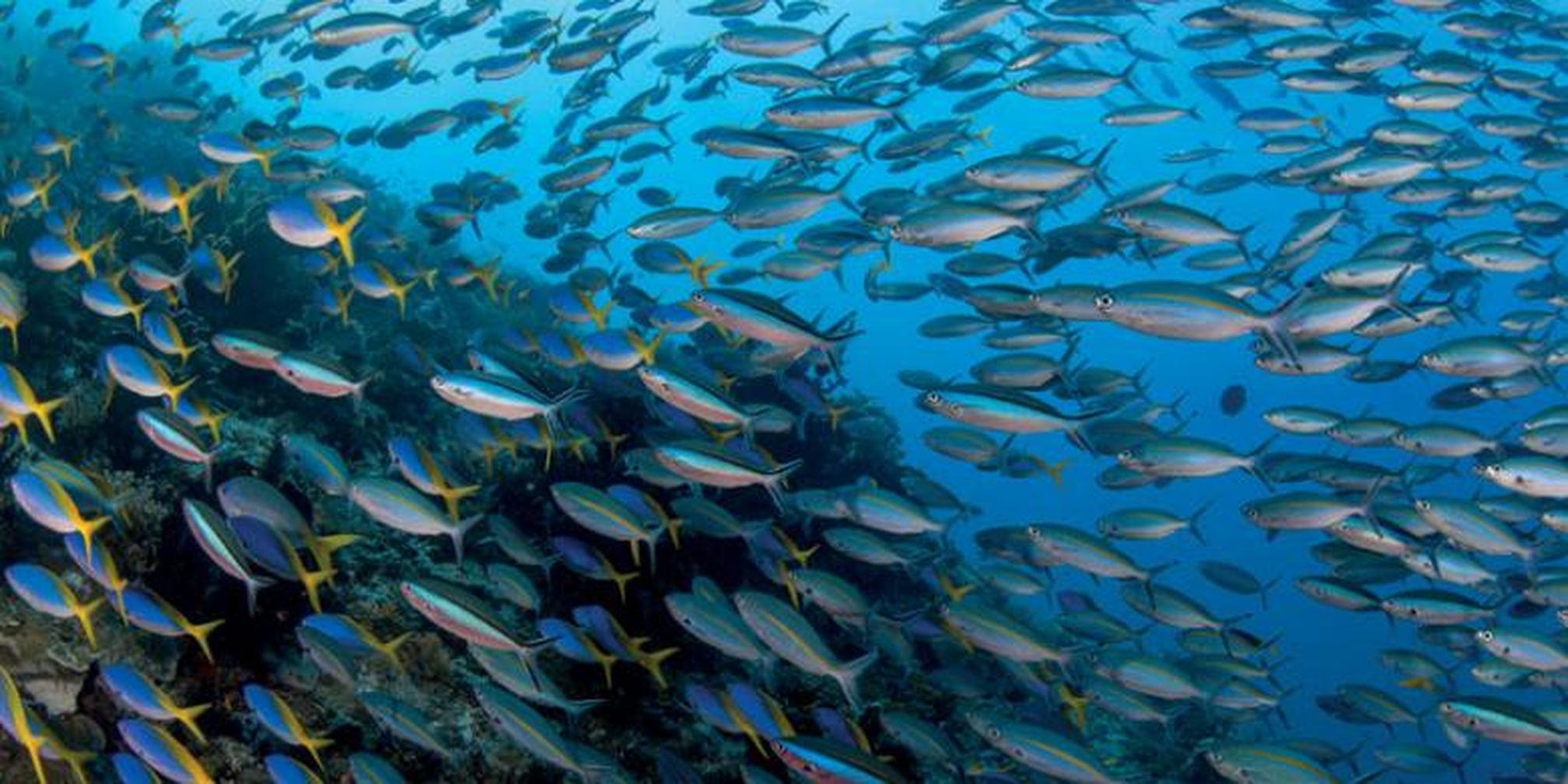 Download 61 Koleksi Gambar Pemandangan Ikan Bawah Laut Hd Gratis