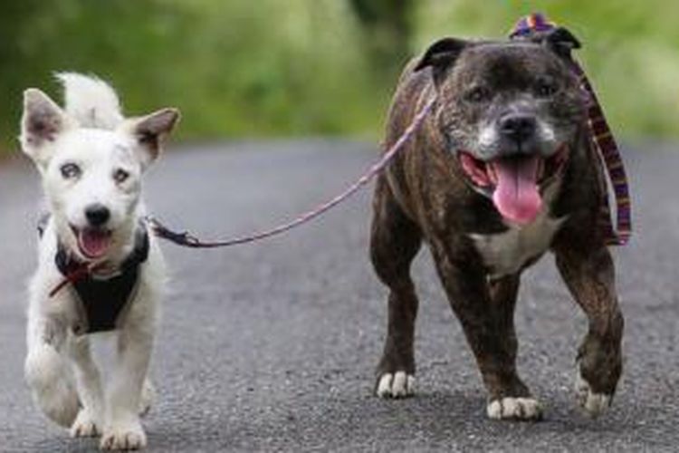 Anjing Ini Jadi Penunjuk Jalan Untuk Temannya Yang Buta