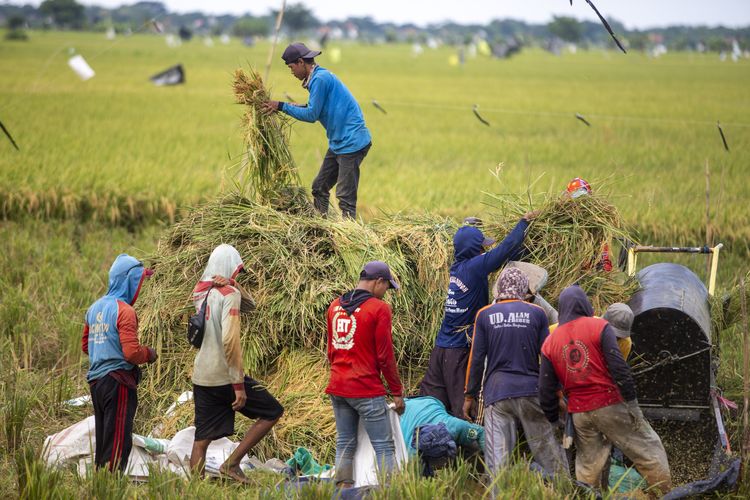 Petani memanen padi di Desa Penganjang, Kecamatan Sindang, Indramayu, Jawa Barat, Senin (4/3/2024). Menurut petani, harga gabah kering saat ini mengalami kenaikan menjadi Rp1,1 juta per kuintal dari sebelumnya Rp950 ribu per kuintal. 