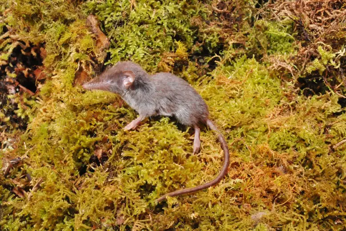 Crocidura caudipilosa, salah satu spesies baru tikus celurut yang ditemukan di Sulawesi. Peneliti menemukan dari 21 spesies tikus clurut, 14 spesies di antaranya adalah spesies baru tikus clurut.