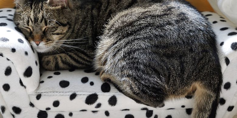 Kenapa Mata Hitam Kucing Sakit Bergerak-Gerak - Cek telinga kucing