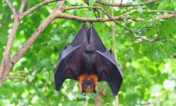 UNDRR: Perubahan Iklim Tingkatkan Risiko Penyebaran Virus Nipah di Asia