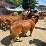 Kualitas Daging Sapi Madura yang Jadi Buruan Tiap Idul Adha, Rendah Lemak dan Berserat Halus
