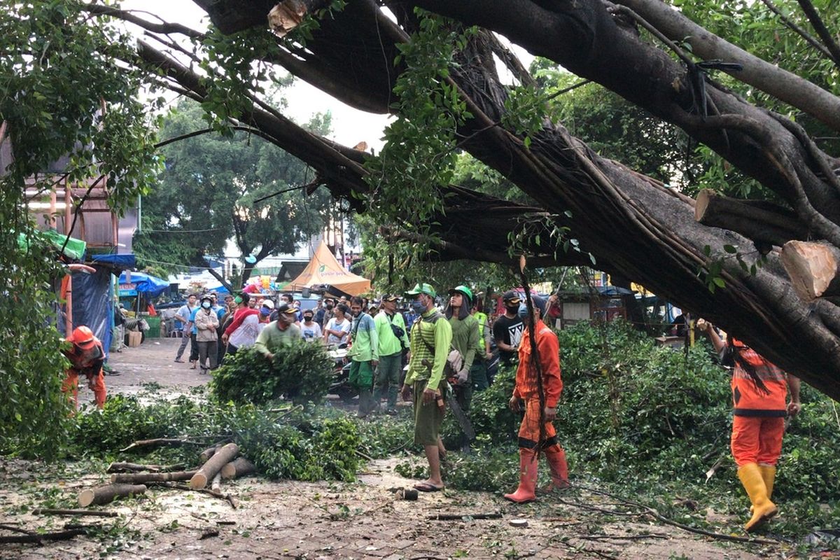 Sejumlah petugas dari Suku Dinas Kehutanan Jakarta Selatan bersama petugas Penanganan dan Sarana Umum (PPSU) Pondok Labu telah menangangi pohon beringin yang rubuh di area parkir motor Pasar Pondok Labu, Cilandak, Jakarta Selatan pada Kamis (12/11/2020) sekitar pukul 17.30 WIB.