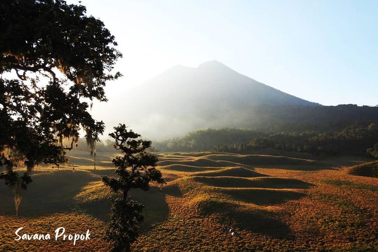 Savana Propok di kawasan Taman Nasional Gunung Rinjani, NTB.