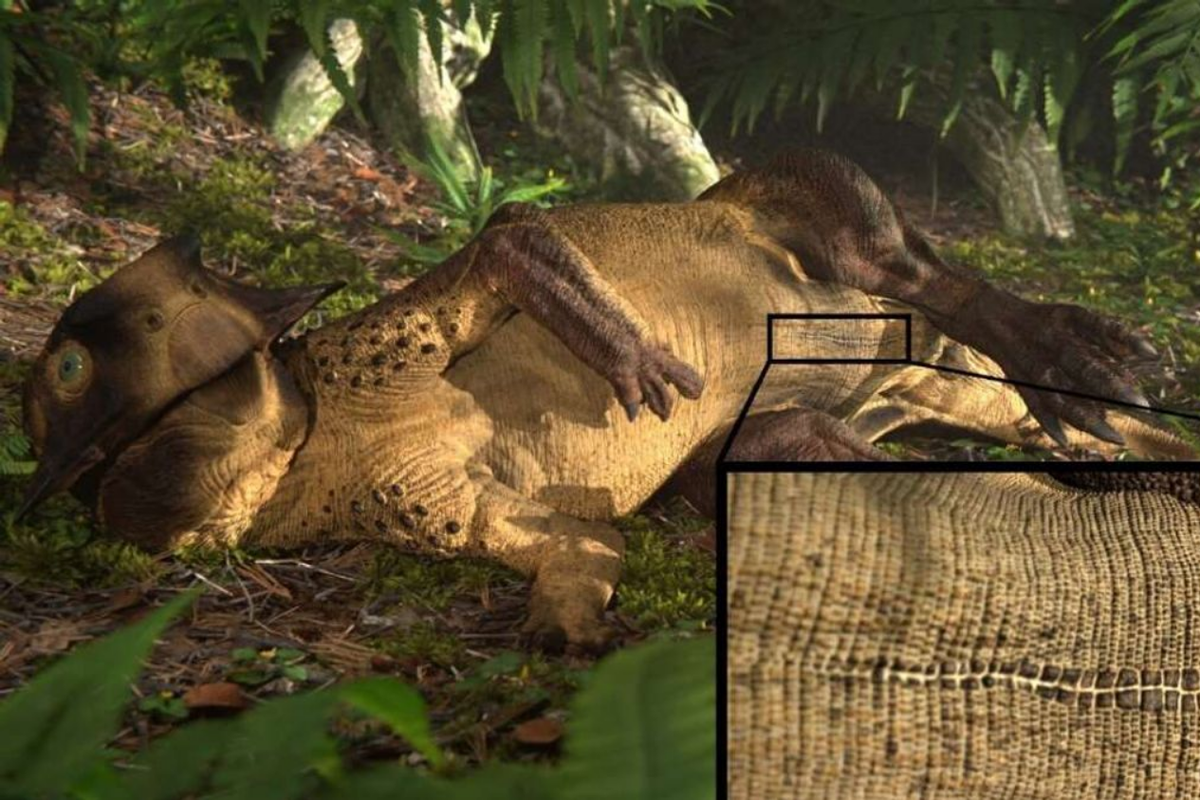 Penampakan dinosaurus Psittacosaurus dan bekas luka yang disebut sebagai pusar. 