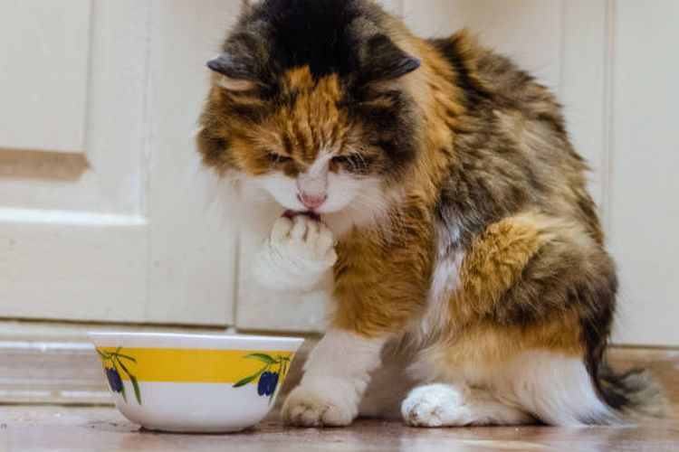 Mengapa kucing menjilati kakinya setelah makan?