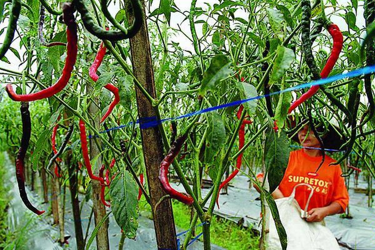 Hujan yang masih mengguyur menyebabkan panen cabai di sekitar Kabupaten Purbalingga, Jawa Tengah, merosot sampai 40 persen sebagaimana yang dialami petani cabai di Desa Kajongan, Kecamatan Bojongsari, Kabupaten Purbalingga, Kamis (24/6). Harga pun melonjak dari Rp 7.000 menjadi Rp 25.000 per kilogram di tingkat petani dan menjadi Rp 32.000 per kilogram di tingkat pasar.