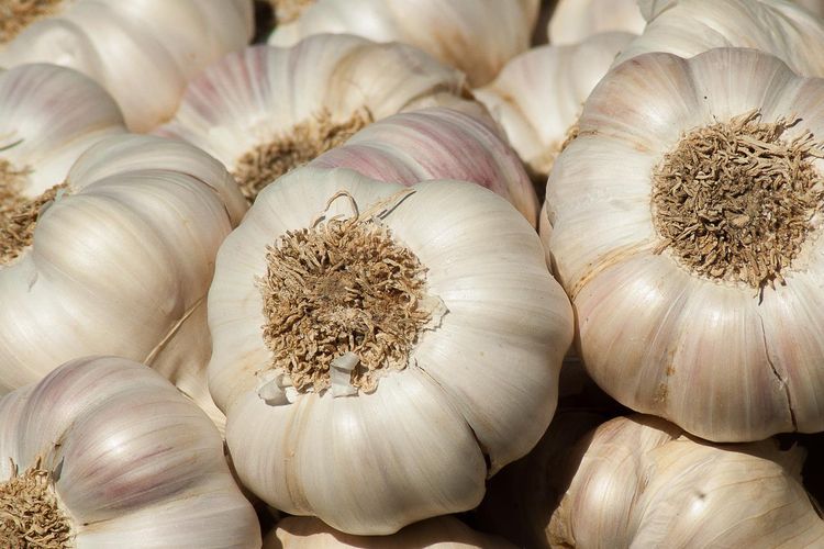 Ilustrasi bawang putih.