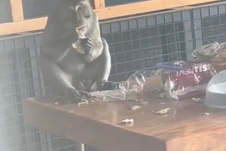 Sekelompok monyet liar tengah mencuri makanan lebaran milik warga Villa Bandung Indah, Desa Cimekar, Kecamatan Cileunyi, Kabupaten Bandung, Jawa Barat pada Selasa (9/4/2024)