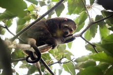 Tertangkap Warga, Kuskus Beruang Akan Dilepaskan di Hutan TNBNW