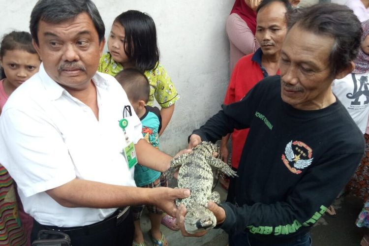 Seorang warga Kota Bogor bernama Wowo Kuswana (54) menyerahkan seekor buaya muara kepada petugas BKSDA Wilayah I Bogor, Rabu (14/8/2019).