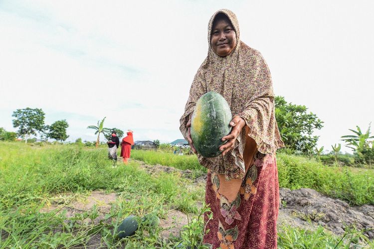 Perempuan petani Desa Rantau Lurus memanen hasil kebun.
