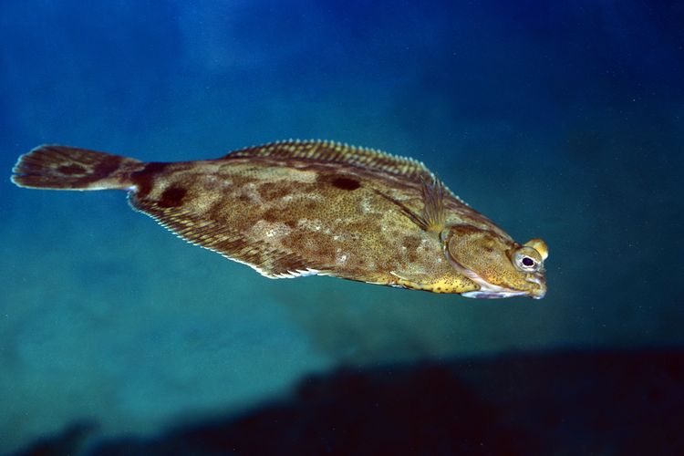Ikan Turbot, salah satu ikan termahal di dunia.