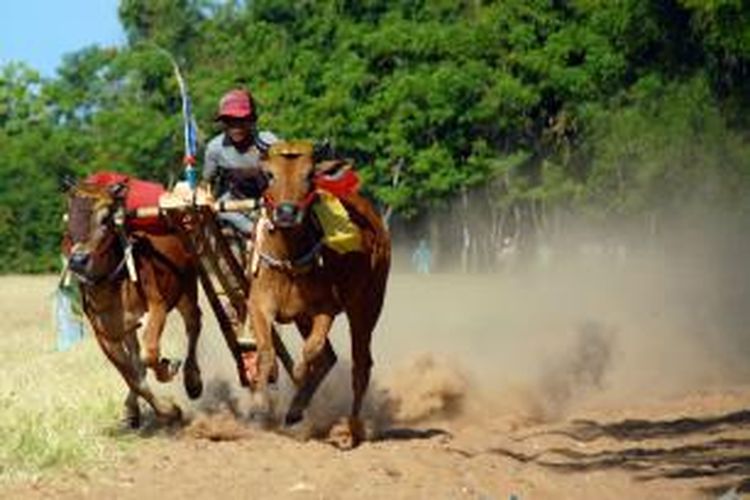 Latihan karapan sapi di Kecamatan Pademawu, Kabupaten Pamekasan, dalam rangka lomba Kerapan Sapi Pila Presiden se Madura yang akan digelar bulan Oktober mendatang.