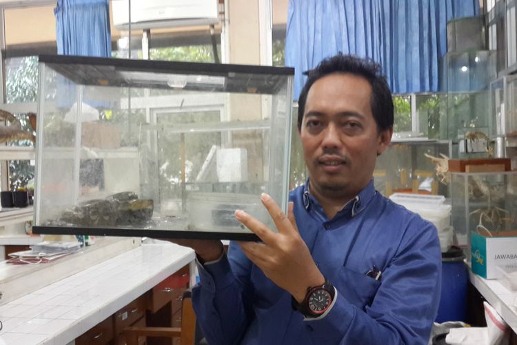 Pakar Herpetofauna dari Universitas Brawijaya, Nia Kurniawan memegang kotak berisi ular piton di salah satu laboratorium di Fakultas Ilmu Pengetahuan Alam Universitas Brawijaya, Kota Malang, Senin (24/6/2019)