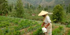 Jumlah Terbatas, Kementan Minta Petani Memaksimalkan Pupuk Subsidi