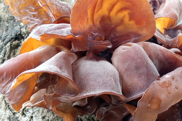 Ilustrasi jamur kuping, budidaya jamur kuping. 