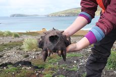Manusia Prasejarah di Eropa, Bukti Kehidupannya Ditemukan di Kepulauan Falkland