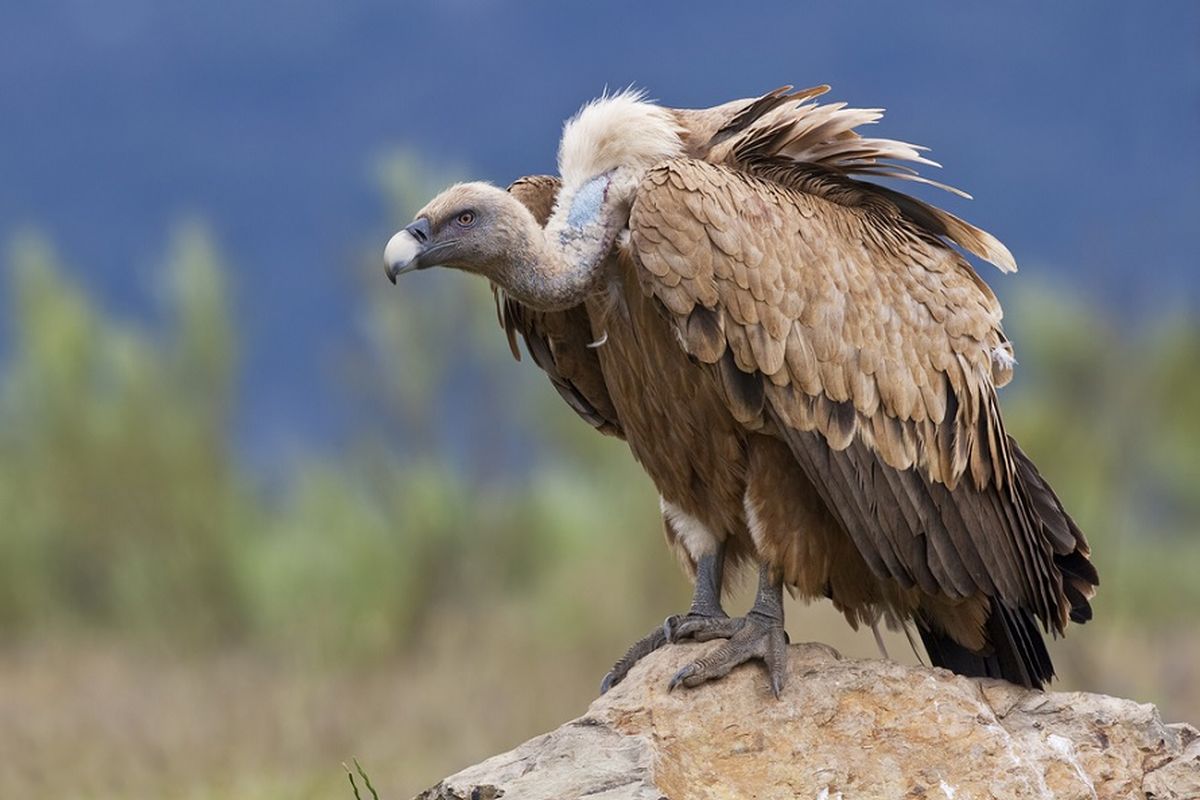 Ilustrasi burung nasar griffon.