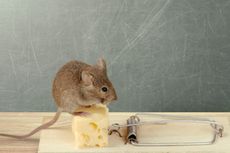 Dijamin Ampuh, Ini 7 Cara Mencegah Tikus Masuk Rumah