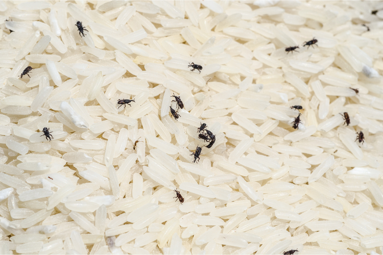 Beras Dipenuhi Kutu Setelah 2 Minggu Disimpan, Pakar Keamanan Pangan Beri Solusi