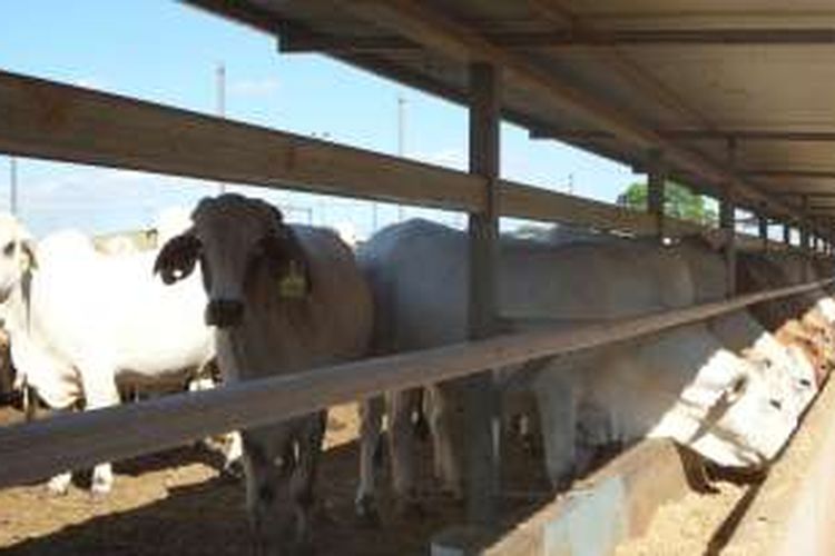 Sapi-sapi yang akan diekspor berada di export yard di Noonamah, 42 kilometer ke arah tenggara dari Darwin, Northern Territory, Australia.