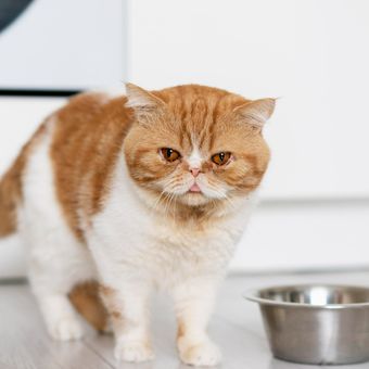 Jika kita memberikan kucing senior makanan anak kucing, mungkin itulah yang menjadi alasan kenapa kucing tidak suka makanan kering.