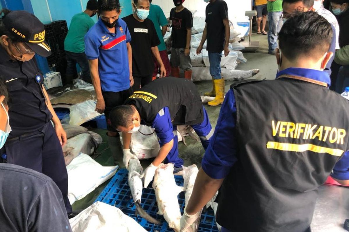 Penyitaan 374,5 kilogram ikan yang dilindungi dalam keadaan beku oleh BKIPM di Jakarta, Kamis (25/3/2021). Ikan tersebut terdiri dari hiu kikir, hiu martil, pari kikir dan pari liong bun beku. 