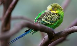Mengorbankan Kewaspadaan, Burung yang Lelah Tidur Lebih Dalam