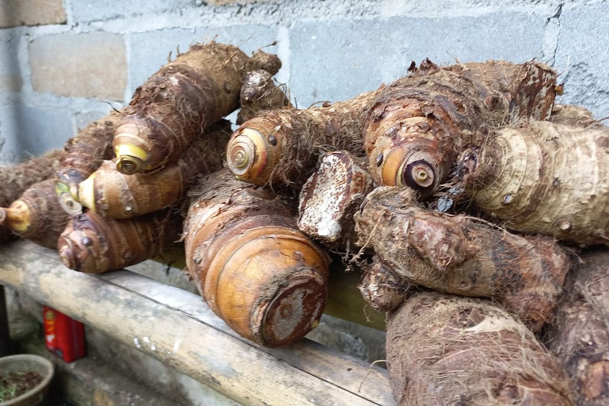 Umbi surinama sejenis talas ini pada zaman dahulu digunakan sebagai makanan pokok pengganti beras saat paceklik alias kekurangan pangan di Desa Gunung Wangi, Kaligesing, Purworejo, Jawa Tengah.
