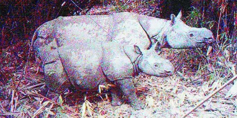 Seekor anak badak jantan tertangkap video kamera jebakan pada 1 Agustus 2012 saat melintas di hutan Taman Nasional Ujung Kulon, Banten. Ini hasil pemantauan badak jawa (Rhinoceros sondaicus) 2012 yang dilakukan Balai TNUK. Sebanyak enam anakan badak jawa baru tertangkap kamera.