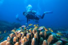 Indonesia, Negara Destinasi Diving Terbaik 2021 Versi Dive Magazine